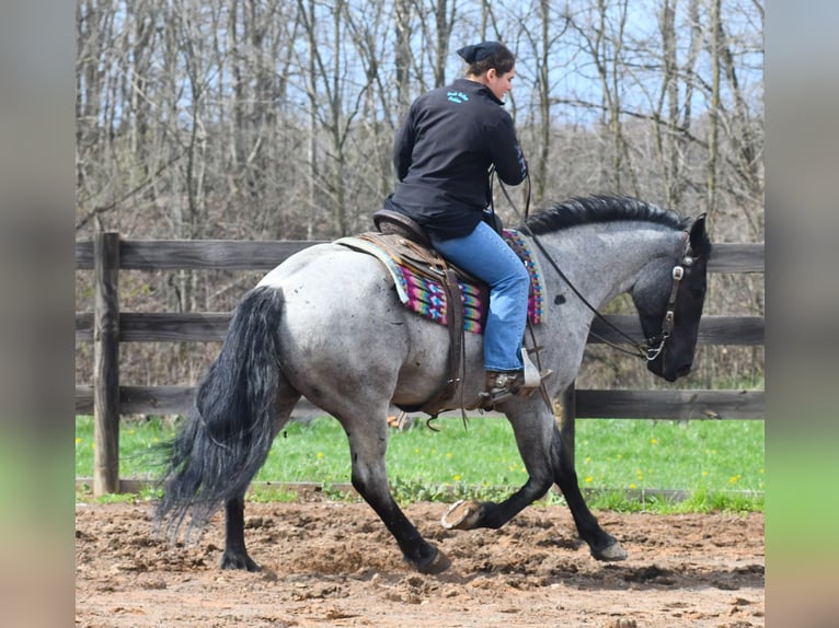 Quarter horse américain Croisé Hongre 4 Ans 152 cm Rouan Bleu in Strasburg