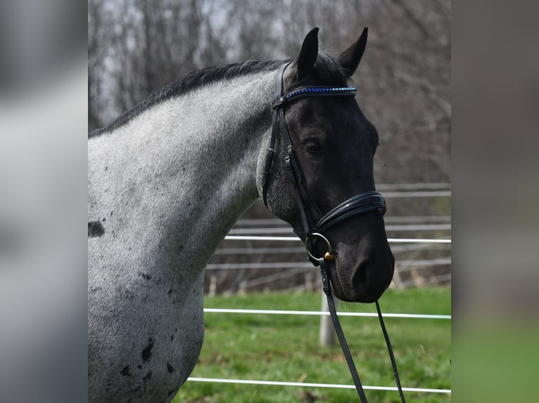 Quarter horse américain Croisé Hongre 4 Ans 152 cm Rouan Bleu in Strasburg