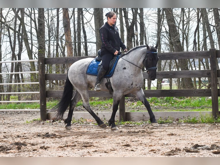 Quarter horse américain Croisé Hongre 4 Ans 152 cm Rouan Bleu in Strasburg
