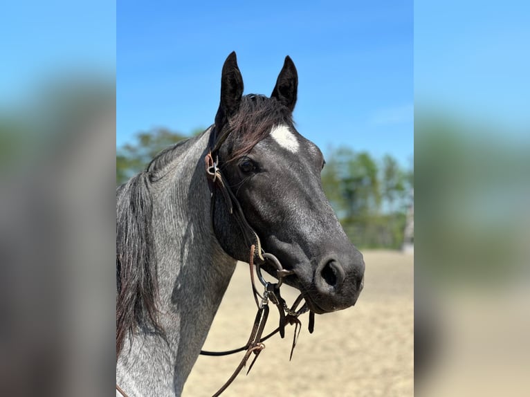 Quarter horse américain Hongre 4 Ans 152 cm Rouan Bleu in Etna ME