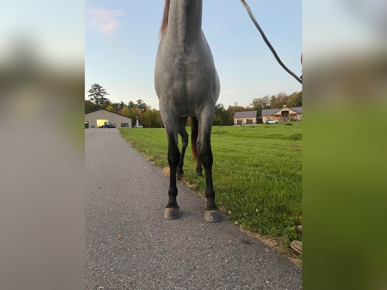 Quarter horse américain Hongre 4 Ans 152 cm Rouan Bleu in Etna ME