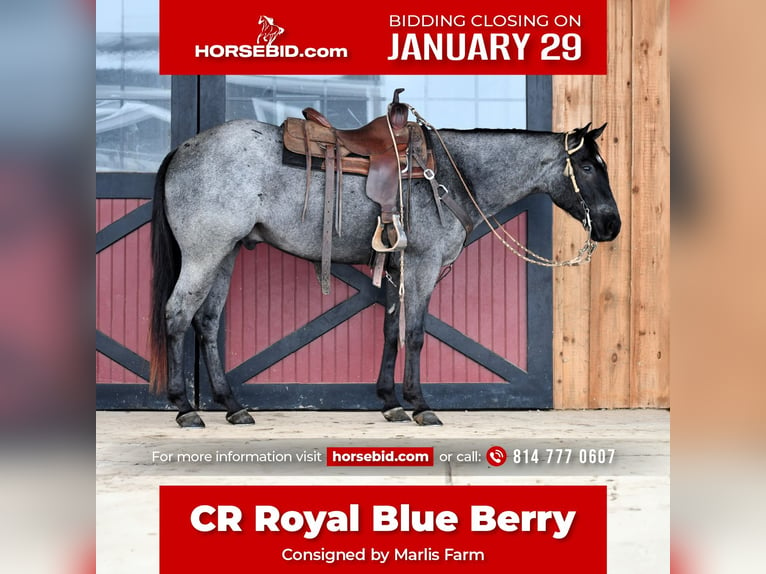 Quarter horse américain Hongre 4 Ans 152 cm Rouan Bleu in Rebersburg, PA