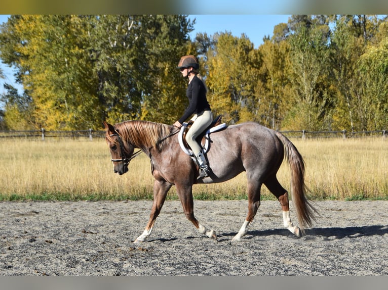 Quarter horse américain Hongre 4 Ans 152 cm Rouan Rouge in Bozeman
