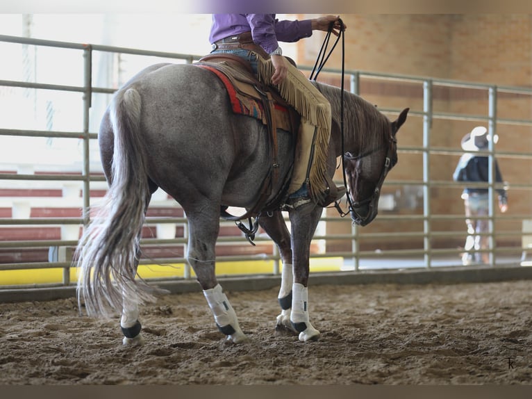 Quarter horse américain Hongre 4 Ans 152 cm Rouan Rouge in Bellevue