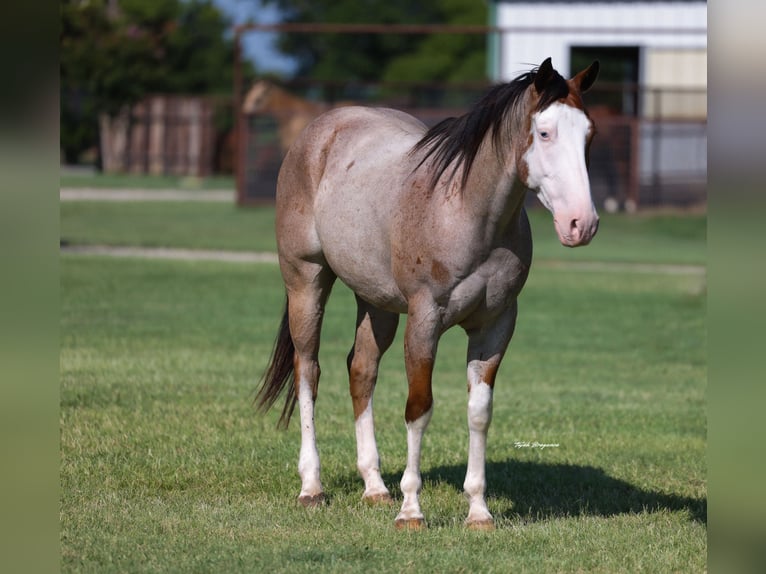 Quarter horse américain Hongre 4 Ans 152 cm Rouan Rouge in Ripley