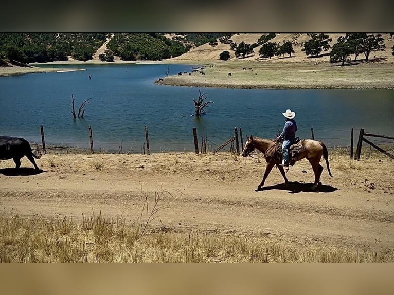 Quarter horse américain Hongre 4 Ans 152 cm Rouan Rouge in King City CA