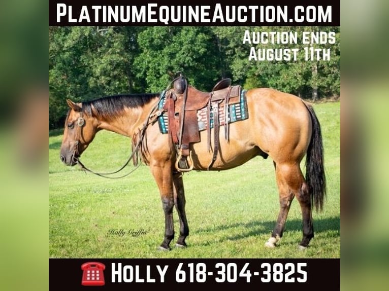 Quarter horse américain Hongre 4 Ans 152 cm in Greenville Ky