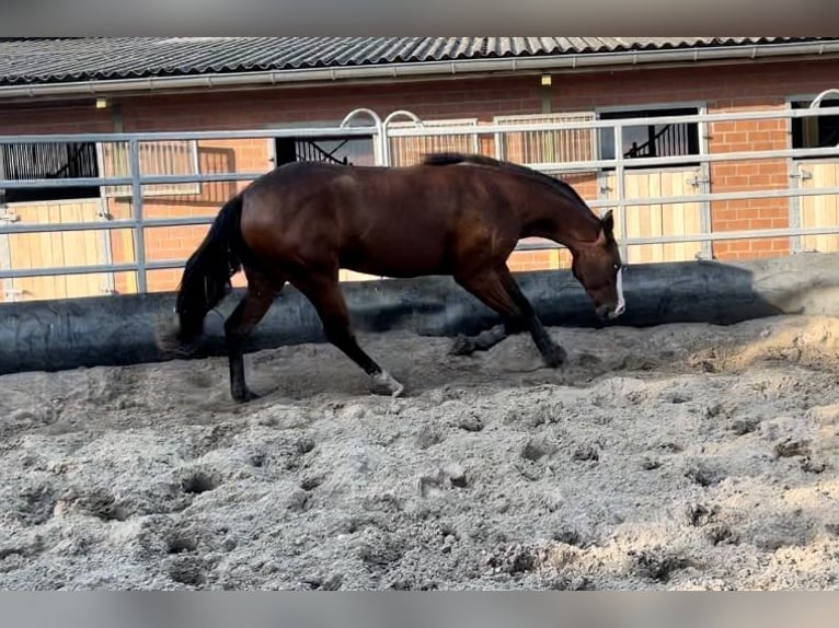 Quarter horse américain Hongre 4 Ans 153 cm Bai brun in Dorsten
