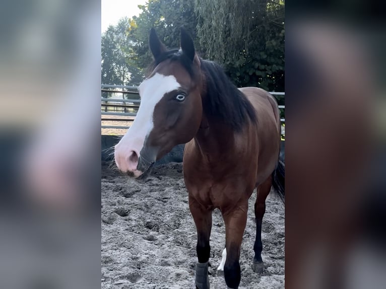 Quarter horse américain Hongre 4 Ans 153 cm Bai brun in Dorsten