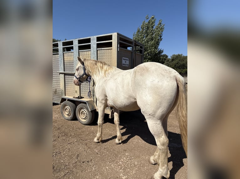 Quarter horse américain Croisé Hongre 4 Ans 153 cm Blanc in Cati