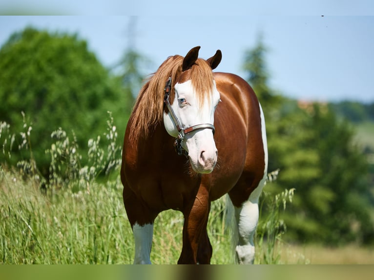 Quarter horse américain Hongre 4 Ans 153 cm Blanc in München