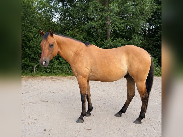 Quarter horse américain Hongre 4 Ans 153 cm Isabelle in Martinroda