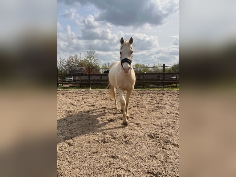 Quarter horse américain Hongre 4 Ans 153 cm Palomino in Sonsbeck