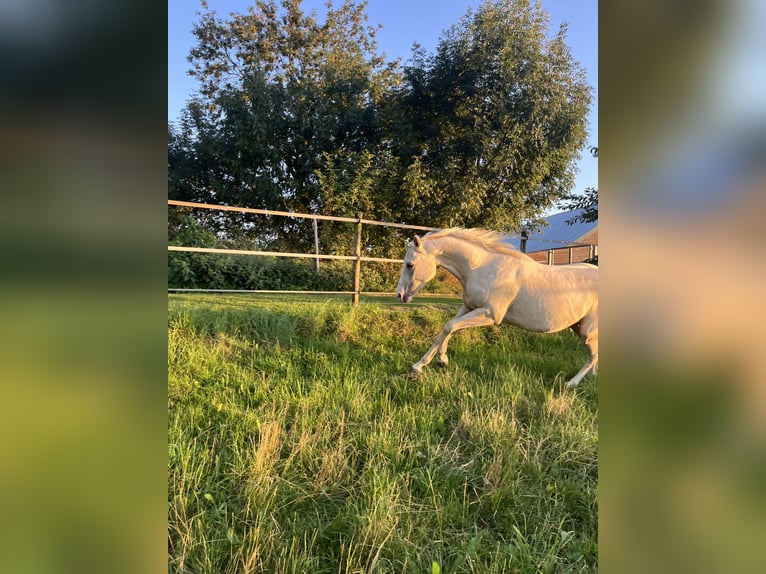 Quarter horse américain Hongre 4 Ans 153 cm Palomino in Sonsbeck