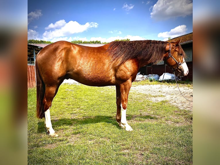 Quarter horse américain Hongre 4 Ans 154 cm Alezan in Steyerberg Deblinghausen