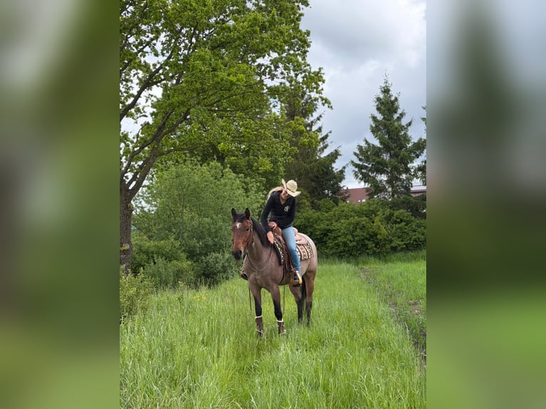 Quarter horse américain Hongre 4 Ans 154 cm Roan-Bay in Crailsheim