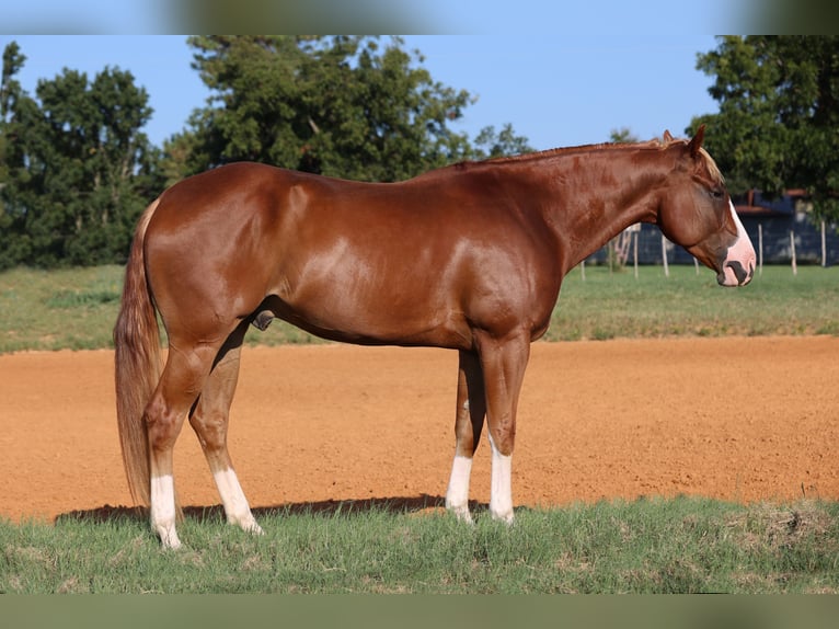 Quarter horse américain Hongre 4 Ans 155 cm Alezan cuivré in Weatherford