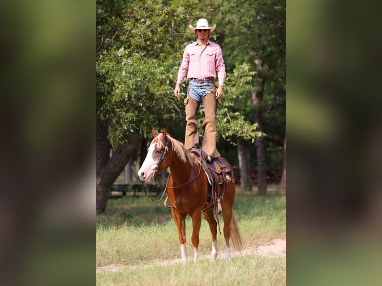 Quarter horse américain Hongre 4 Ans 155 cm Alezan cuivré in Weatherford