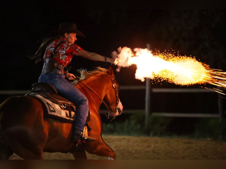 Quarter horse américain Hongre 4 Ans 155 cm Alezan cuivré in Weatherford