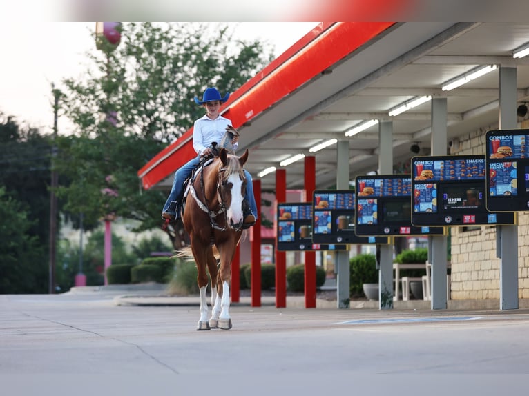 Quarter horse américain Hongre 4 Ans 155 cm Alezan cuivré in Weatherford