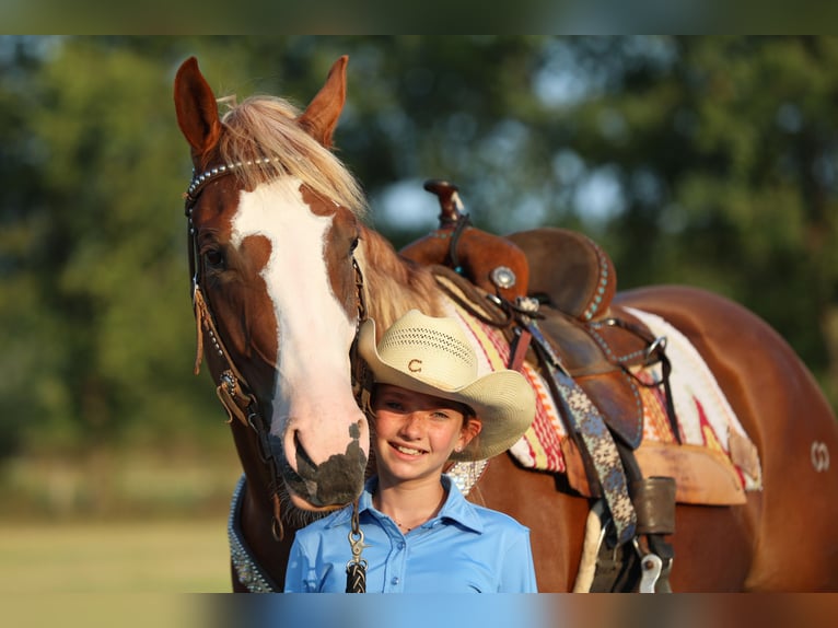 Quarter horse américain Hongre 4 Ans 155 cm Alezan cuivré in Weatherford