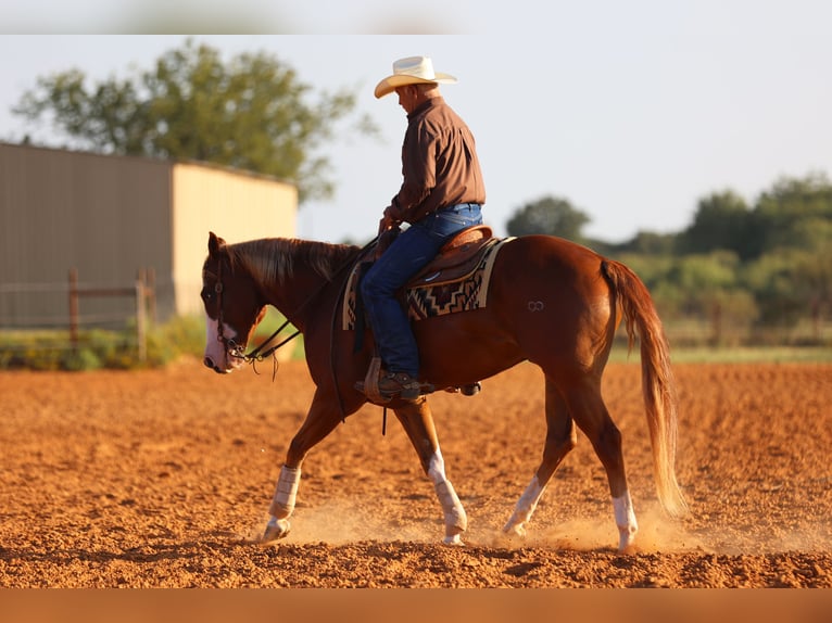 Quarter horse américain Hongre 4 Ans 155 cm Alezan cuivré in Weatherford