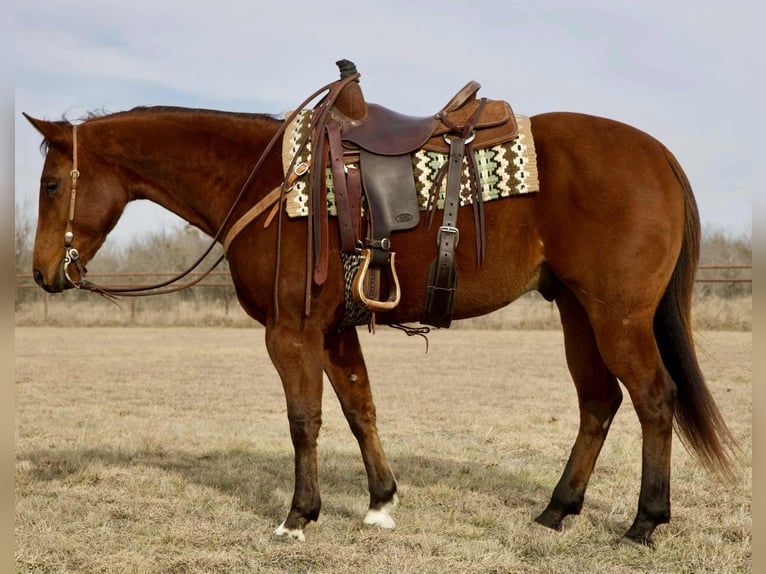 Quarter horse américain Hongre 4 Ans 155 cm Bai cerise in Georgetown