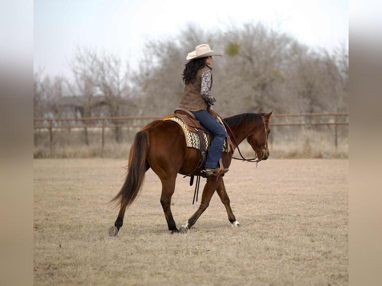 Quarter horse américain Hongre 4 Ans 155 cm Bai cerise in Georgetown