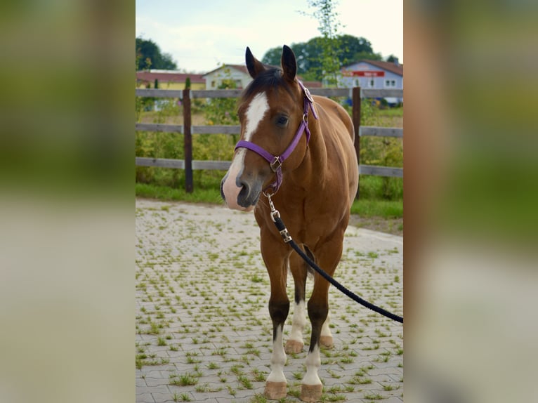 Quarter horse américain Hongre 4 Ans 155 cm Bai in T&#xE4;nnesberg