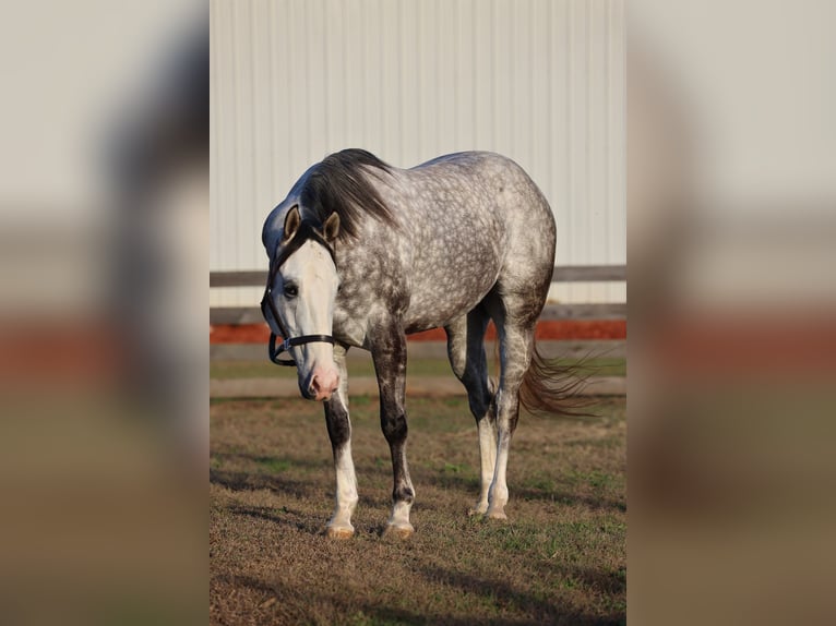 Quarter horse américain Hongre 4 Ans 155 cm Gris in Lucedale
