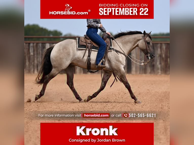 Quarter horse américain Hongre 4 Ans 155 cm Grullo in Waco, TX