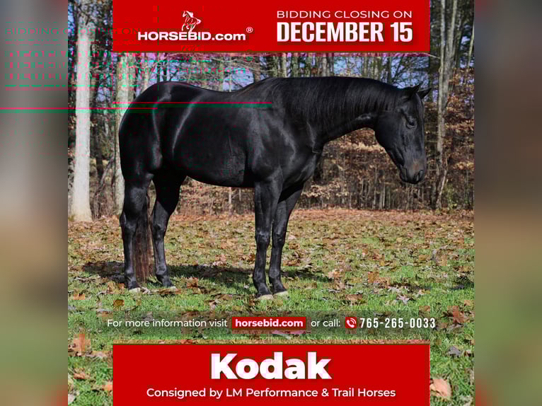 Quarter horse américain Hongre 4 Ans 155 cm Noir in Batesville