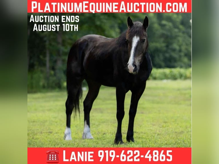 Quarter horse américain Hongre 4 Ans 155 cm Noir in Wendell, NC