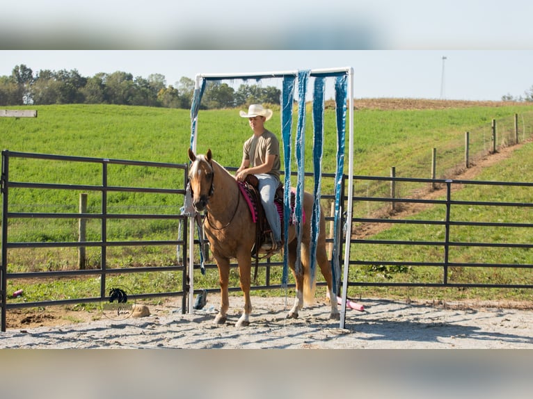 Quarter horse américain Hongre 4 Ans 155 cm Palomino in Fredericksburg