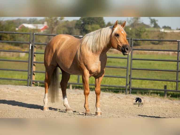 Quarter horse américain Hongre 4 Ans 155 cm Palomino in Fredericksburg
