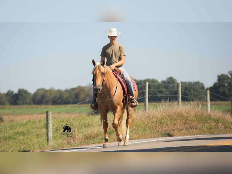 Quarter horse américain Hongre 4 Ans 155 cm Palomino in Fredericksburg