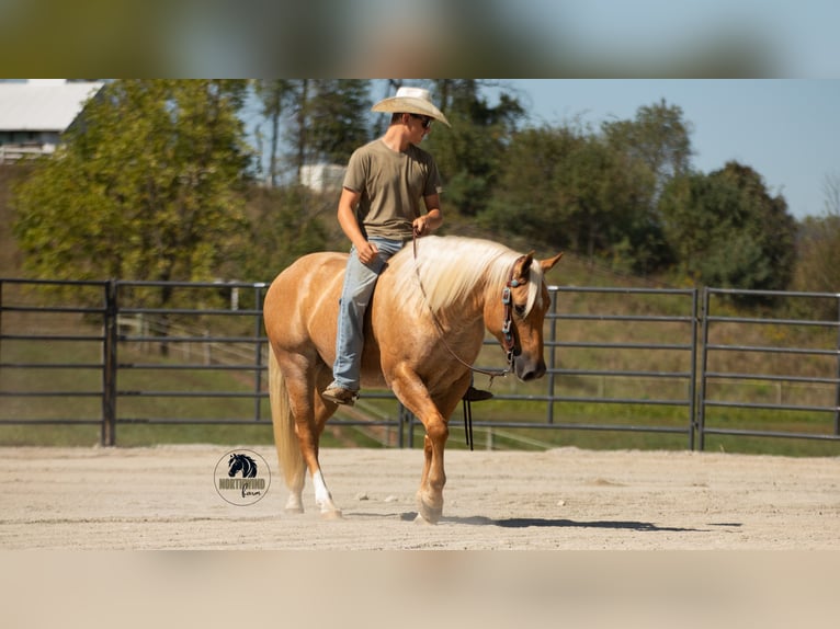 Quarter horse américain Hongre 4 Ans 155 cm Palomino in Fredericksburg