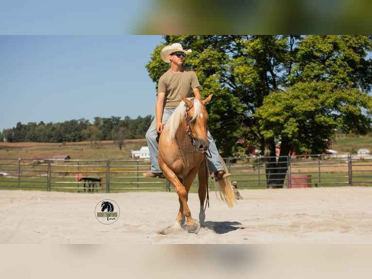Quarter horse américain Hongre 4 Ans 155 cm Palomino in Fredericksburg