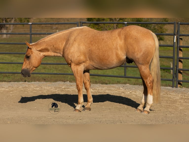 Quarter horse américain Hongre 4 Ans 155 cm Palomino in Fredericksburg