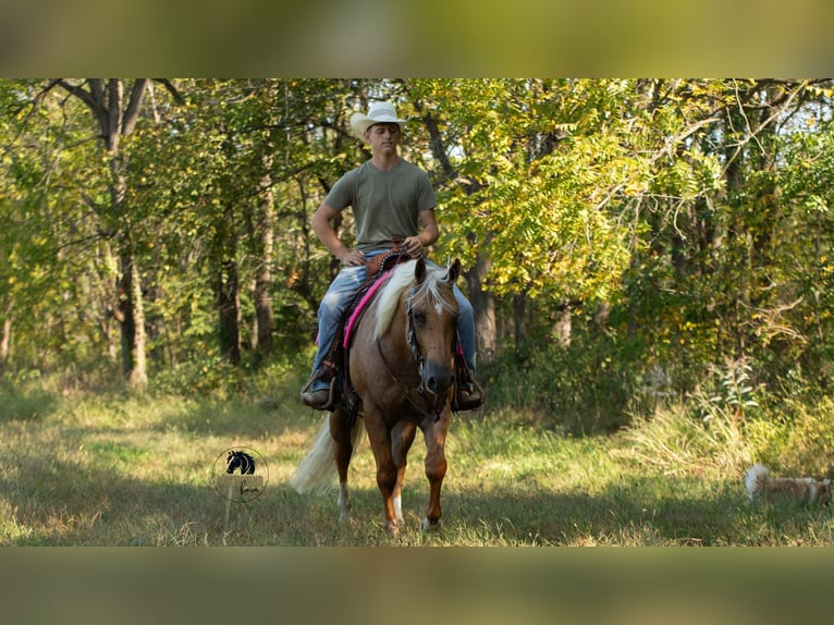 Quarter horse américain Hongre 4 Ans 155 cm Palomino in Fredericksburg