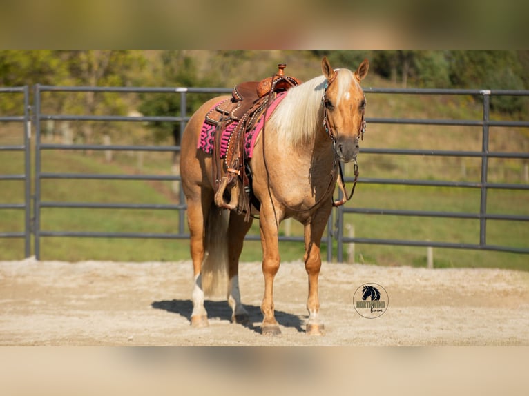 Quarter horse américain Hongre 4 Ans 155 cm Palomino in Fredericksburg