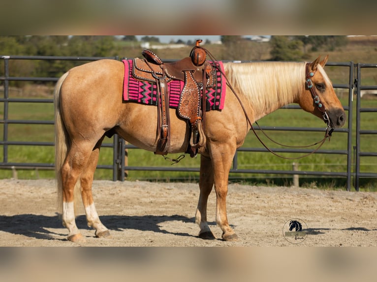 Quarter horse américain Hongre 4 Ans 155 cm Palomino in Fredericksburg