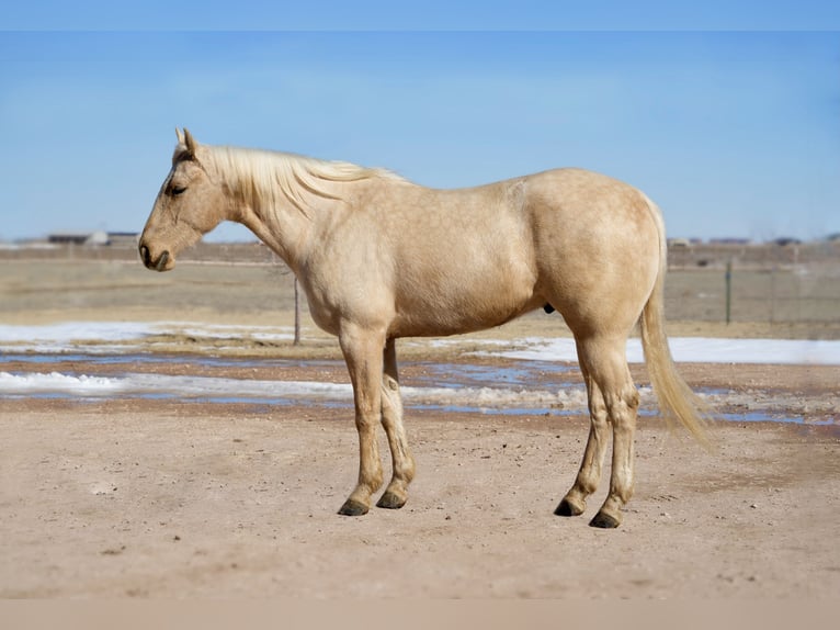 Quarter horse américain Hongre 4 Ans 155 cm Palomino in Amarillo, TX