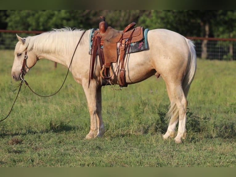 Quarter horse américain Hongre 4 Ans 155 cm Palomino in Joshua, TX