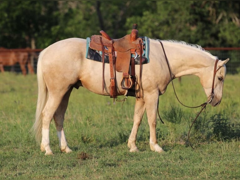 Quarter horse américain Hongre 4 Ans 155 cm Palomino in Joshua, TX