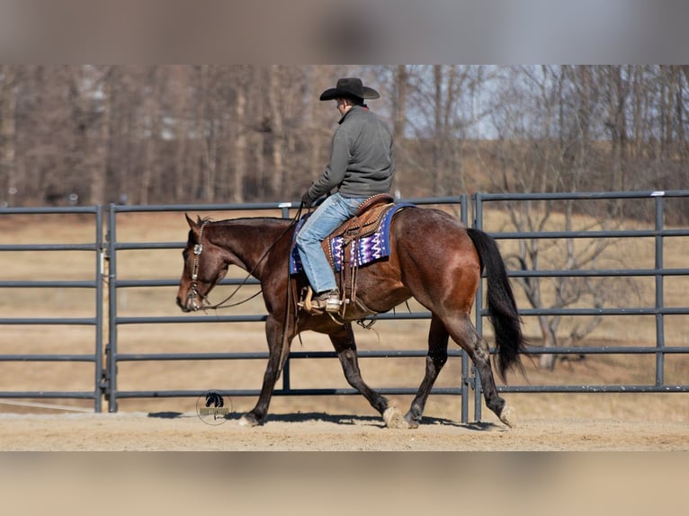 Quarter horse américain Hongre 4 Ans 155 cm Roan-Bay in Fredericksburg