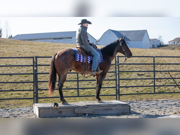 Quarter horse américain Hongre 4 Ans 155 cm Roan-Bay in Fredericksburg
