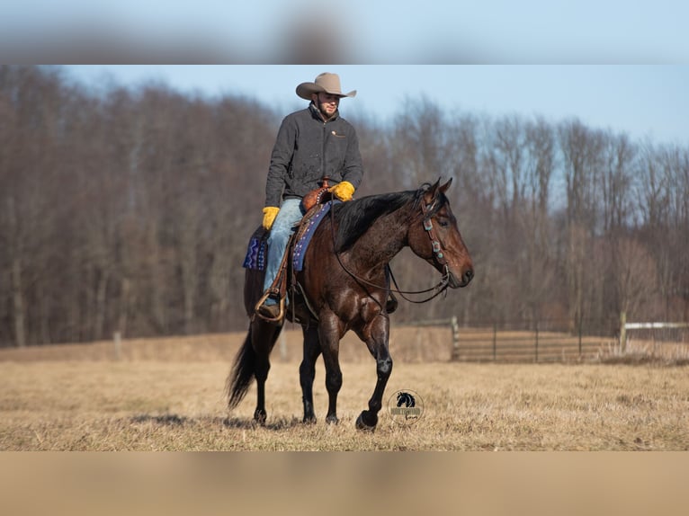 Quarter horse américain Hongre 4 Ans 155 cm Roan-Bay in Fredericksburg
