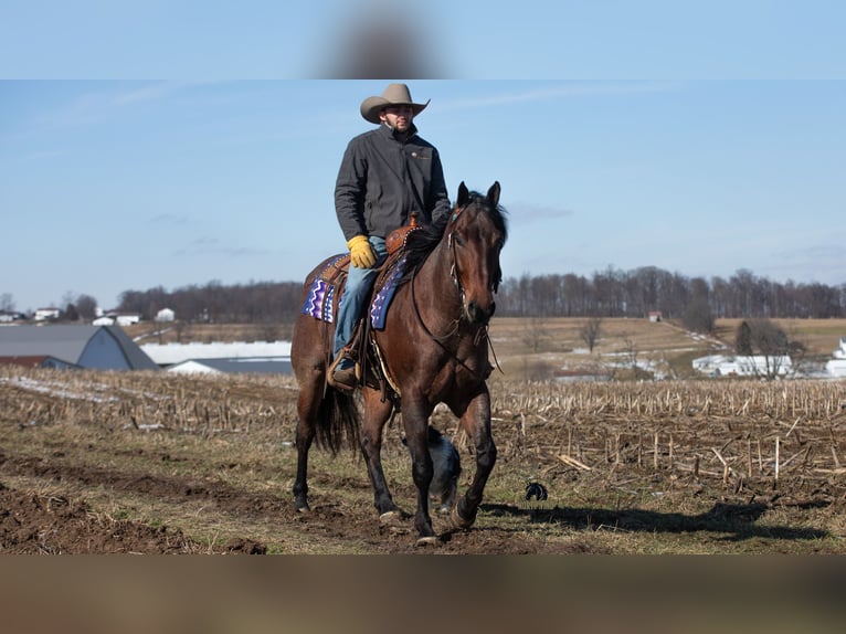 Quarter horse américain Hongre 4 Ans 155 cm Roan-Bay in Fredericksburg