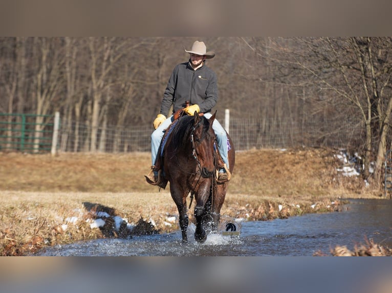 Quarter horse américain Hongre 4 Ans 155 cm Roan-Bay in Fredericksburg